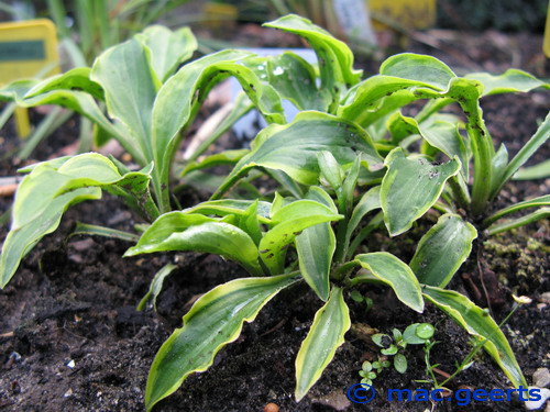 Hosta 'Paradise Sunset'